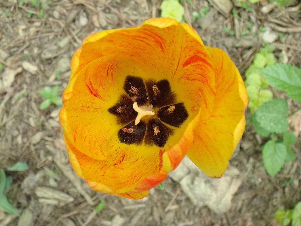Natural blossom bloom
