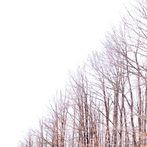 Leafless Trees photo