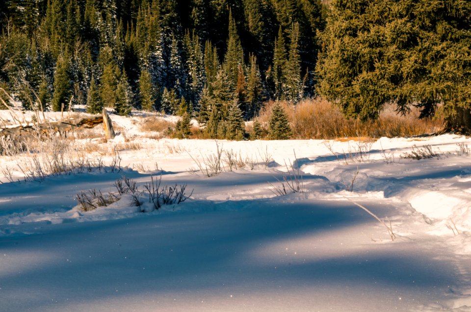 Ground Cover With Snow Near Trees At Daytime photo