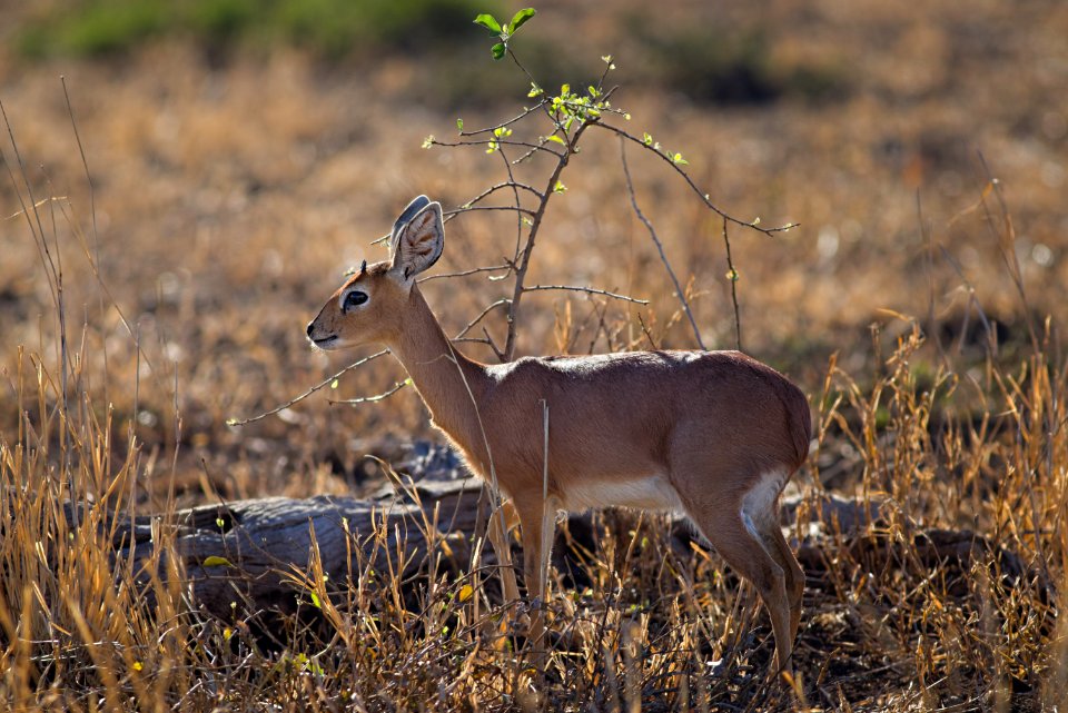 Close-up Photo Of Deer
