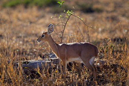 Close-up Photo Of Deer photo