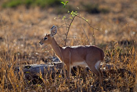 Close-up Photo Of Deer