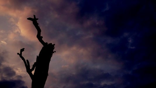 Silhouette Of Tree photo