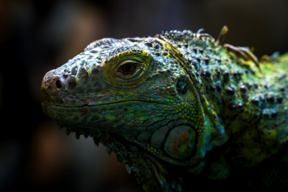 Shallow Focus Photo Of Teal Yellow And Gray Bearded Dragon
