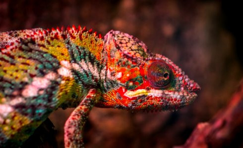 Red White And Green Chameleon photo