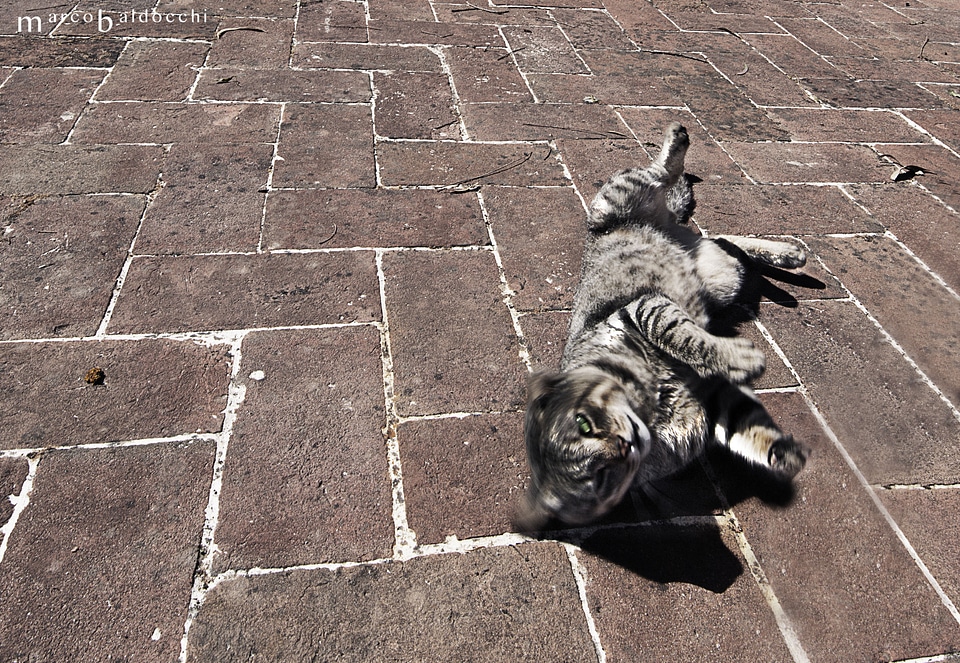 Cat sun feline