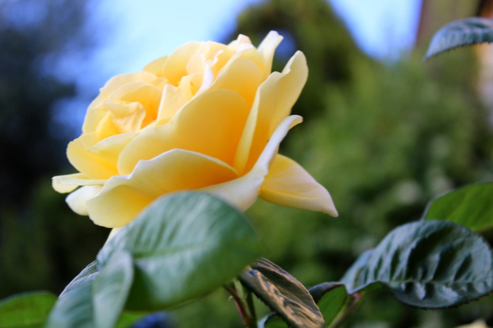 Yellow Rose photo