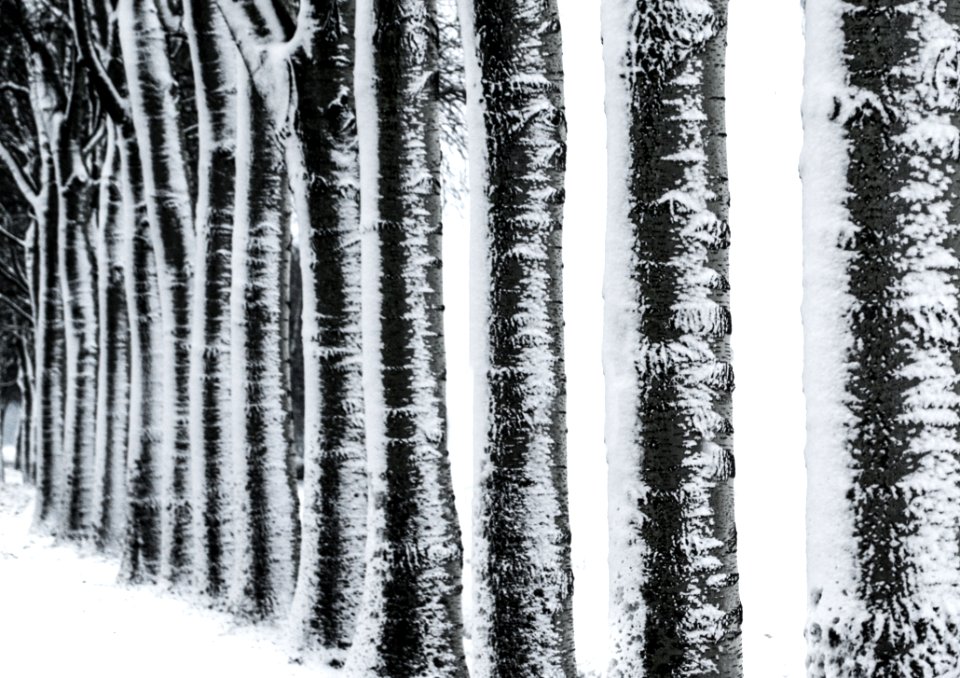 Photography Of Trees During Winter