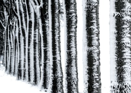 Photography Of Trees During Winter