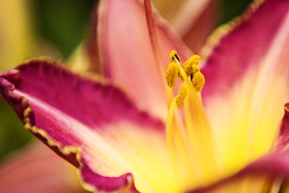 Macro Photography Of Pink Petaled Flower