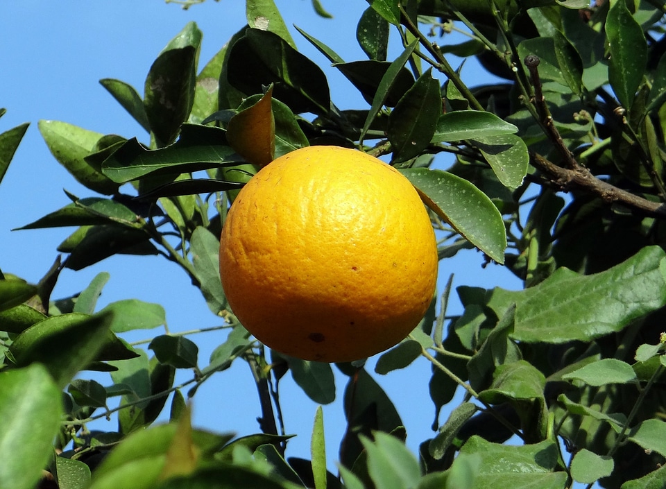 Juicy vitamin c hulikatti