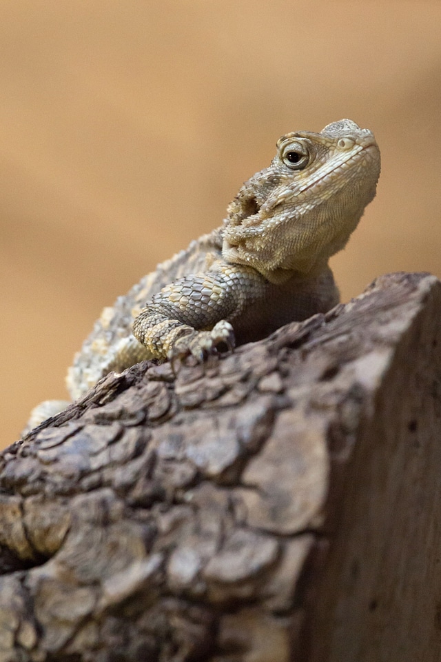 Lizard pogona vitticeps reptile