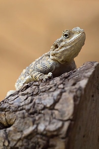 Lizard pogona vitticeps reptile photo
