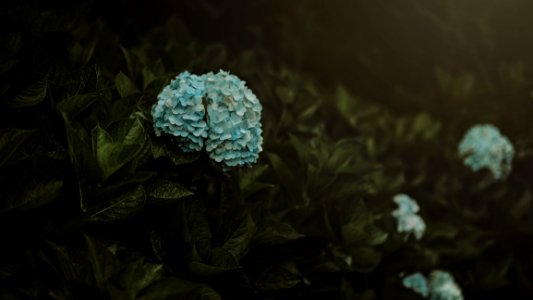 Blue Flowers With Leaves