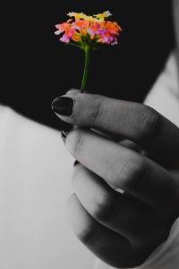 Selective Color Photography Of Pink And Orange Flowers
