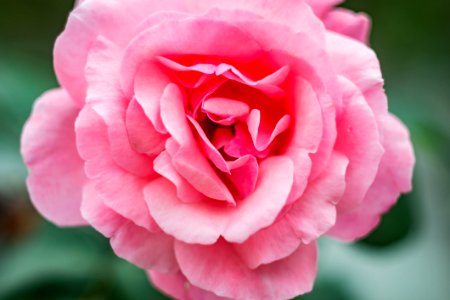 Close-Up Photography Of Pink Flower photo