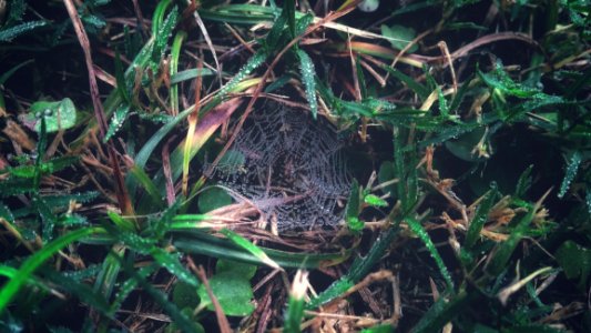 Spider Web On Grass With Dew Closeup Photography