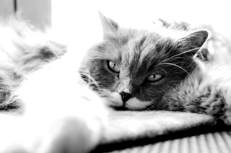 Grayscale Photo Of Cat Lying On Bed photo