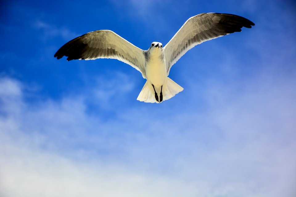 White And Black Bird