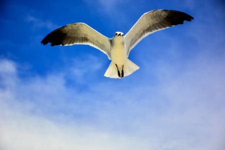 White And Black Bird