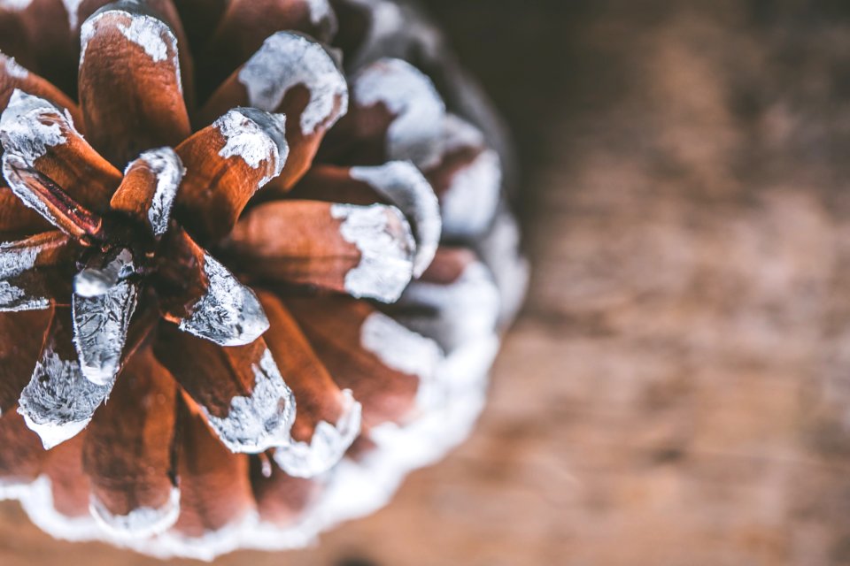Brown Cone Pine In Tilt Photography