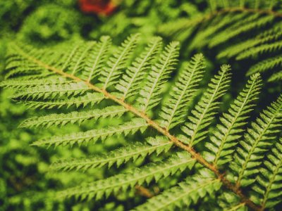 Green Leaf Plant