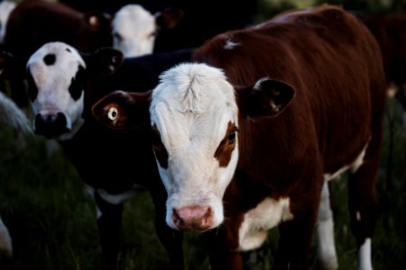 Close-up Photography Of A Beef Cattle