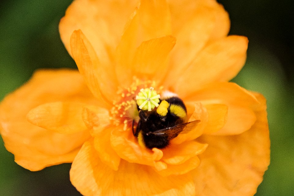 Close-up Photo Of Honey Bee On Yellow Flower photo
