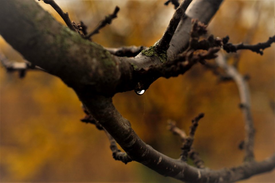 Close-Up Photography Of Tree Branches