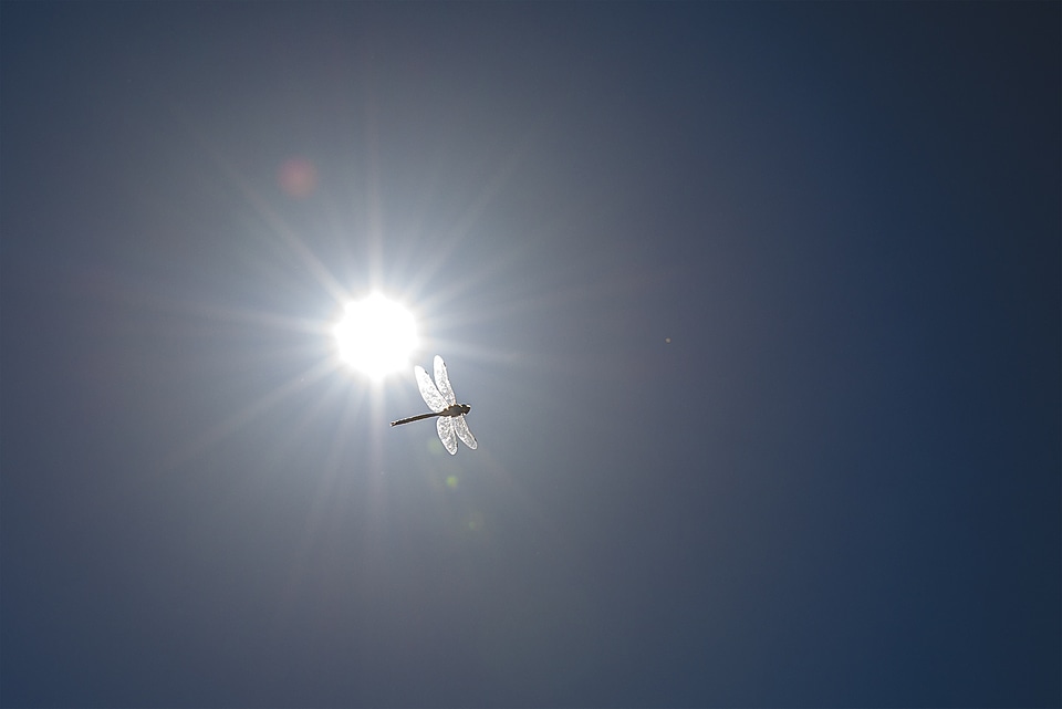 Sun dragonfly summer
