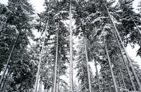 Low Angle Photography Of Tall Trees photo