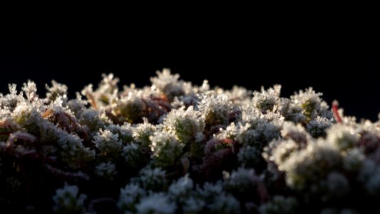 Green Plants