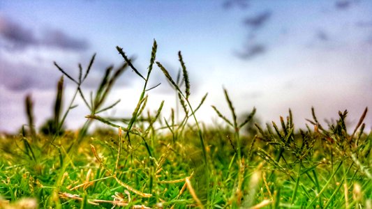 Close-up Photography Of Grass photo