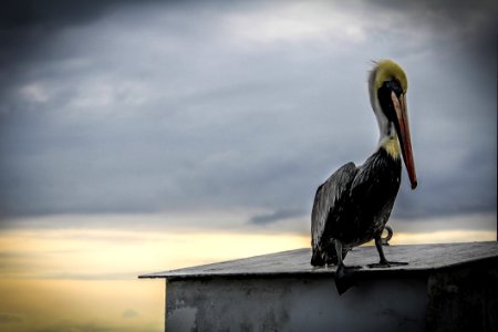 Black Pelican Photo