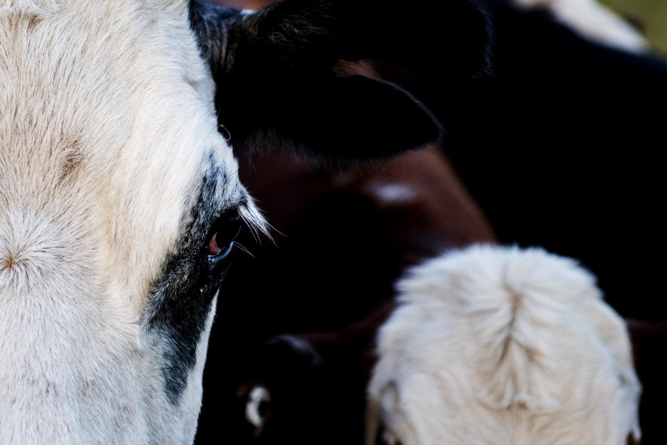 Close-up Photography Of A Cattle