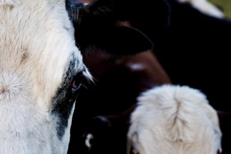 Close-up Photography Of A Cattle