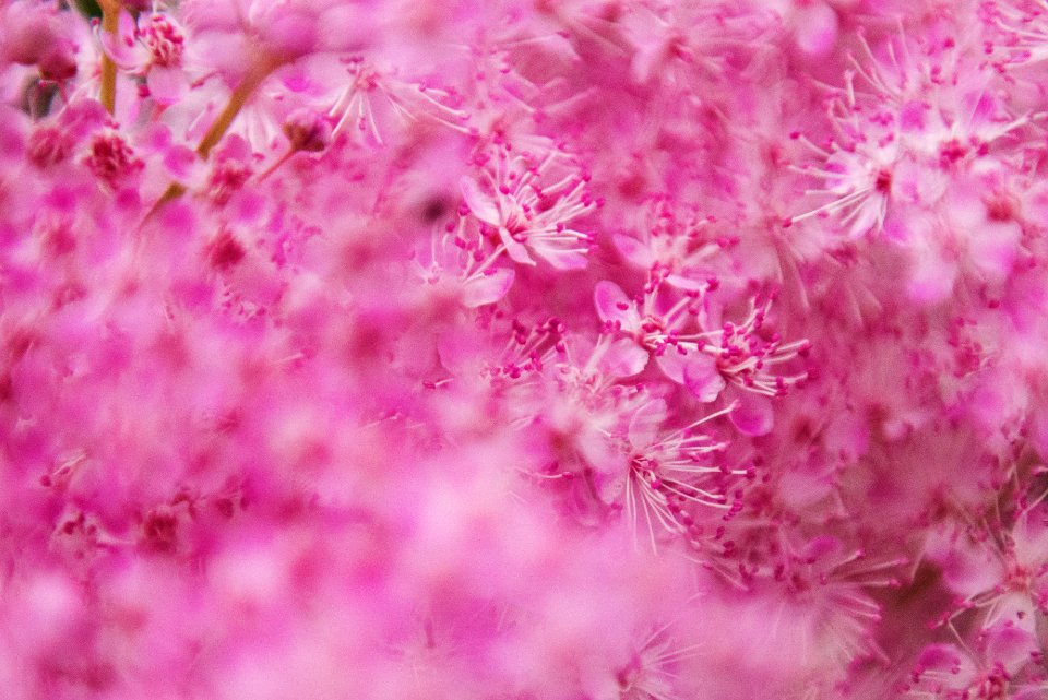 Selective Focus Photography Of White And Pink Flowers photo