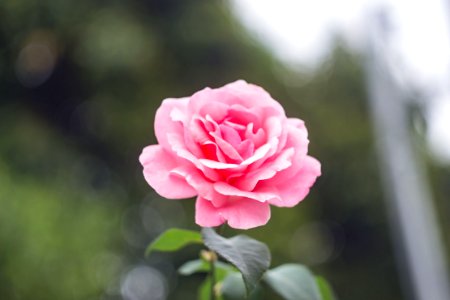 Close-Up Photography Of Pink Rose photo