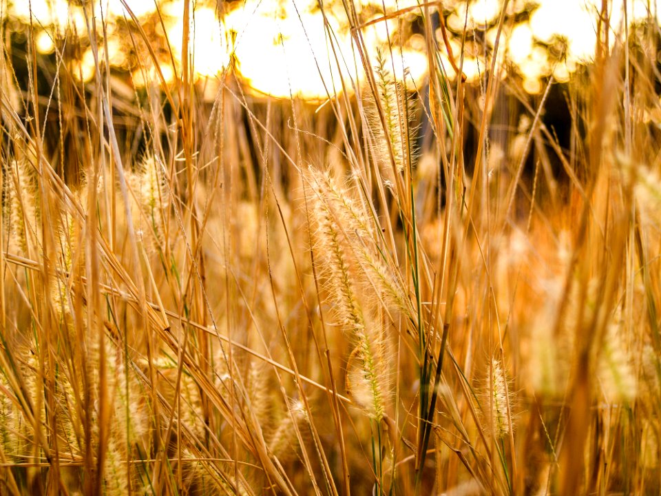 Macro Photography Of Green Grass