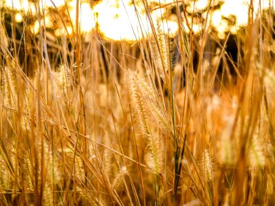 Macro Photography Of Green Grass
