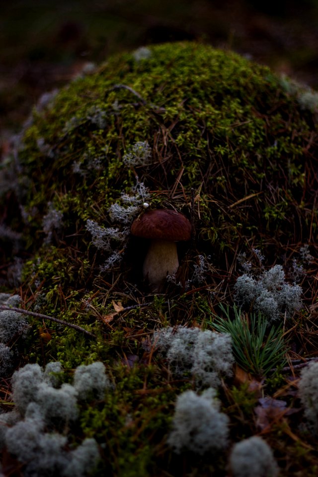 Blur Boletus Close-up