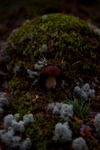 Blur Boletus Close-up photo