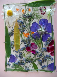 Flowers colorful decorative