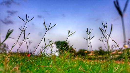Close-up Photography Of Grass photo