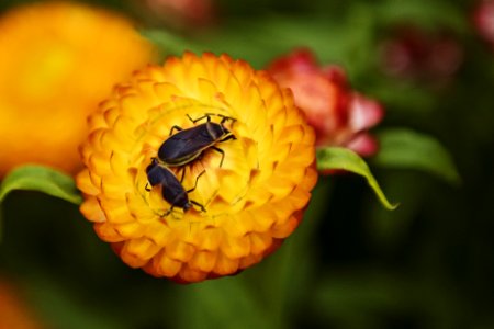 Macro Photography Of Two Black Beetles On Orange Flower photo