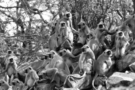 Grayscale Photo Of Monkeys photo