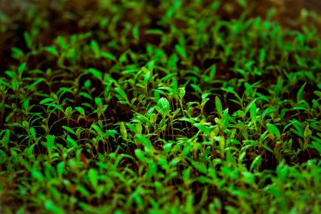 Green Grass In Tilt Shift Lens Photography