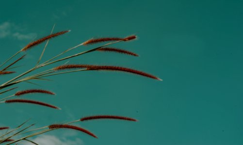 Green Grass Focus Photo