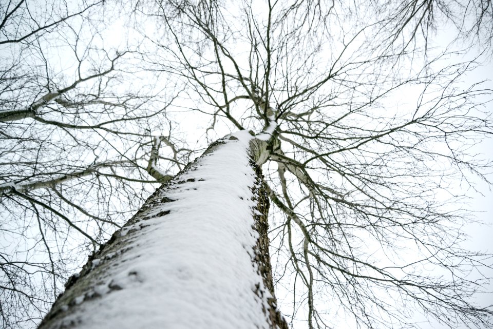 Low Angle Photo Of Snow Covered Dried Tree