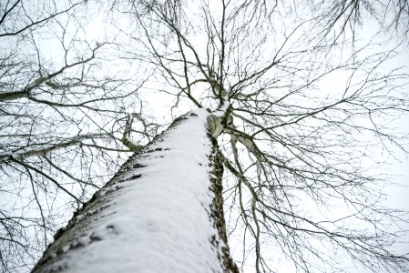 Low Angle Photo Of Snow Covered Dried Tree photo